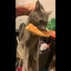 Cat sneaks pizza feast under bed<br>