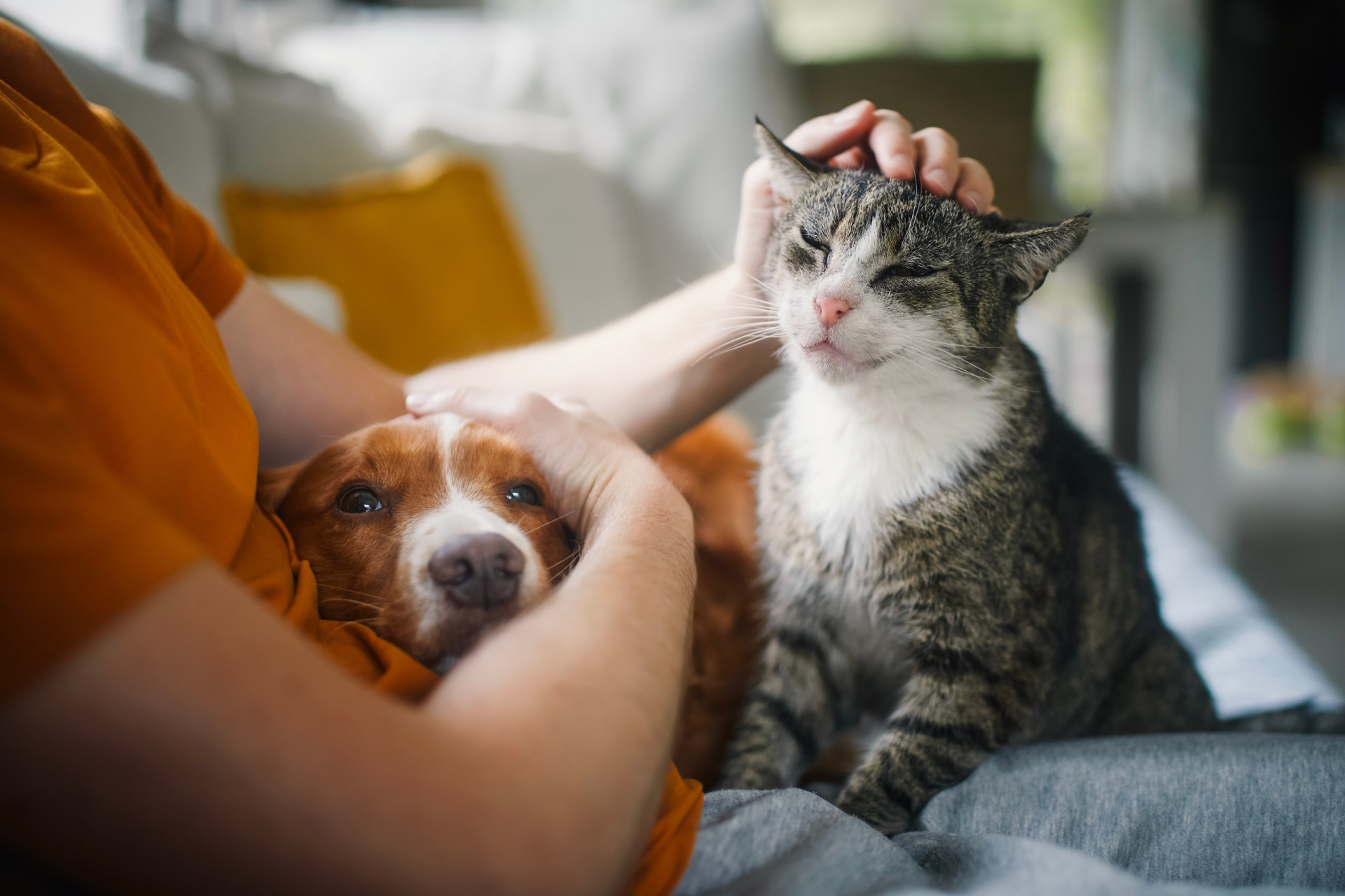 Being a cat or dog person reveals a lot about your personality