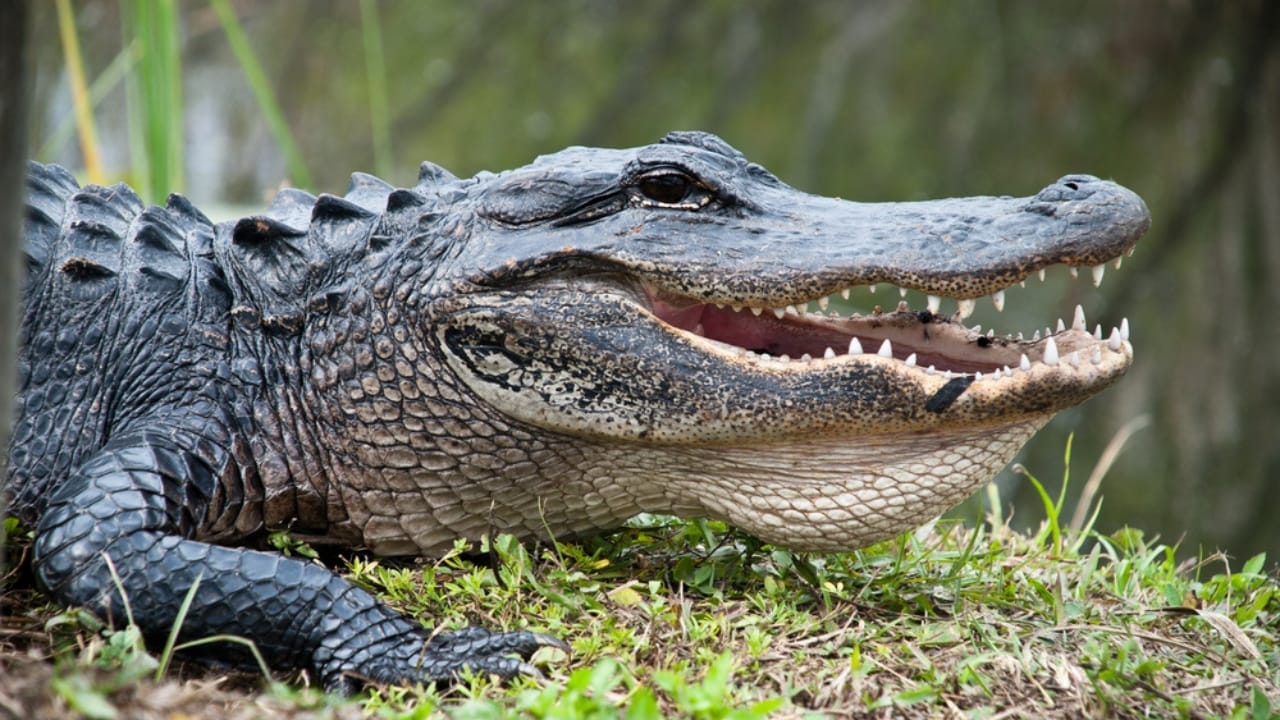 <p>If you’re intrigued by the allure of American wildlife, particularly the toothy grin of the alligator, then you’re in for a treat—or a thrilling chill! While alligators primarily call the Southeastern U.S. their home, a few specific lakes have become famous for their gator populations.</p> <p>Whether you’re a wildlife enthusiast, a photographer looking for that perfect wild shot, or just someone fascinated by these ancient creatures, knowing where to find them is key. Here’s a rundown of the lakes where gators aren’t just passing visitors.</p>
