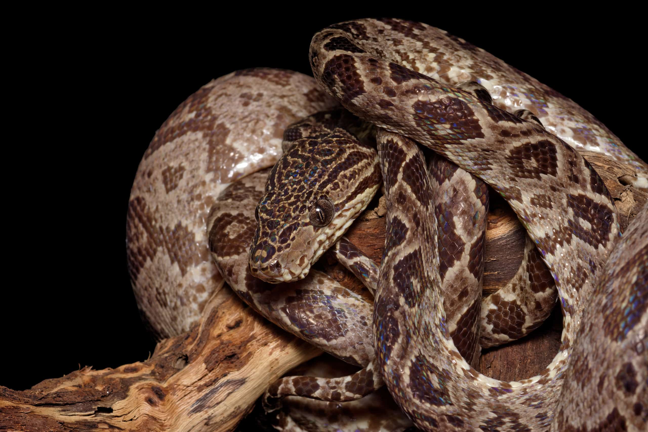 10 Camouflaged Snakes