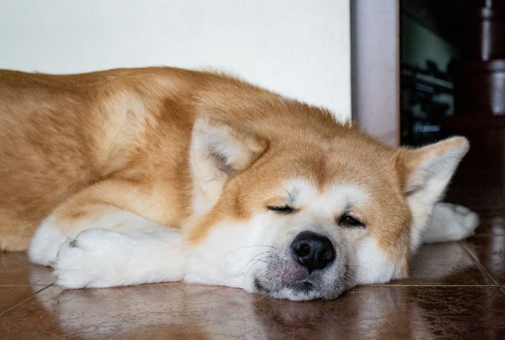 15 Dog Breeds That Snore the Most