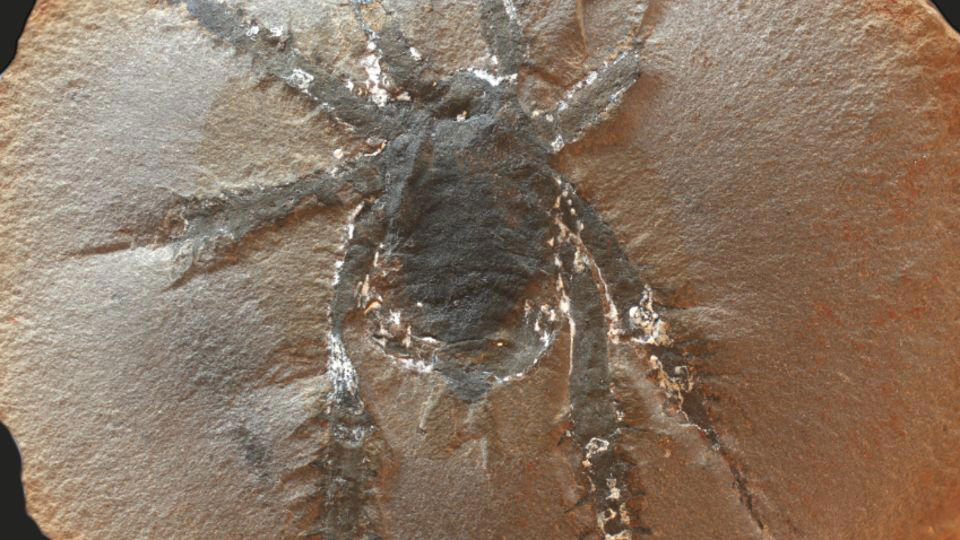 a ‘striking’ creature with large spiky legs roamed what’s now illinois 300 million years ago