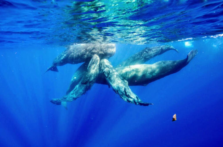 Sperm whales learn the vocal styles of their neighbors