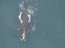 Whale mom "Skittle" believed to have lost calf after she