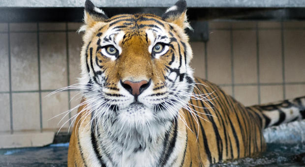 tigri morte nascoste nei freezer e cuccioli maltrattati: sotto accusa lo zoo degli orrori. «non è un parco per animali, è una prigione»