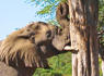 Hungry Elephant Shakes Fruit Off Tree<br><br>
