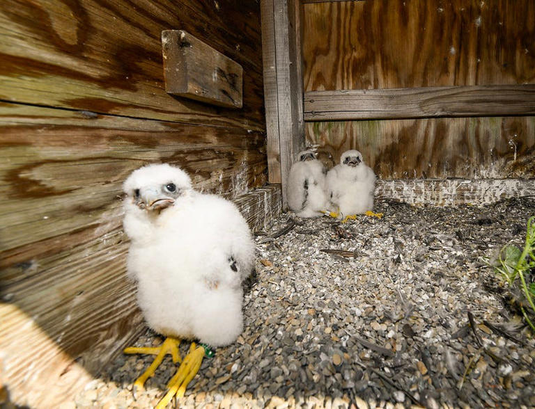 10 baby falcons hatch on Bayonne, George Washington, Verrazzano-Narrows ...