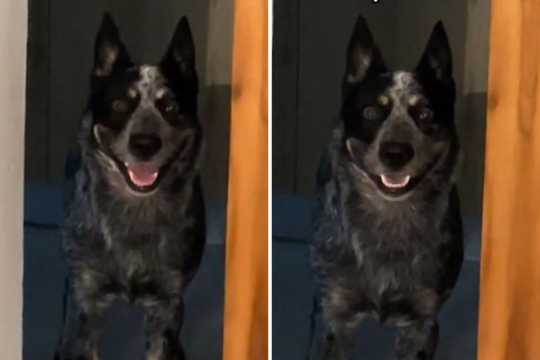 Screenshots from a May 11 TikTok video of a blue heeler happily looking at his owner. He was ready for more activities after doing a 2-hour walk and running up a mountain.