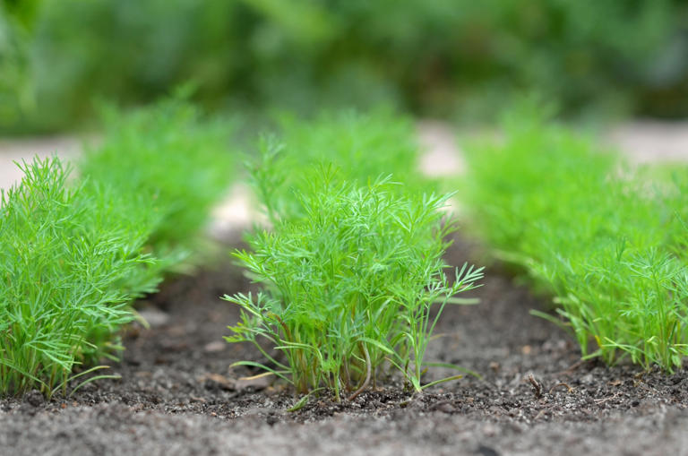 How to Grow Dill Successfully in Your Home Garden