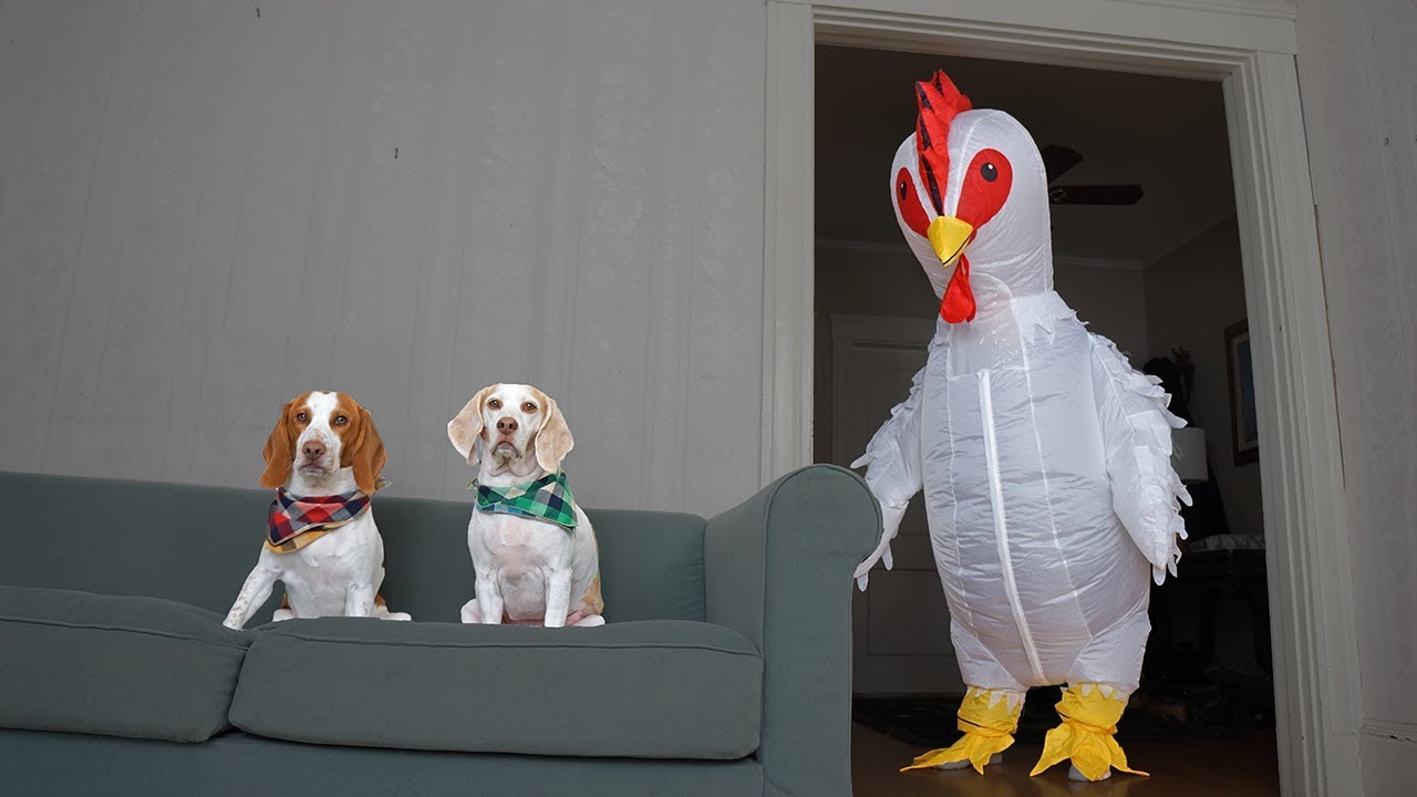 Dog Vs Giant Chicken Prank: Funny Dogs Maymo, Potpie & Penny