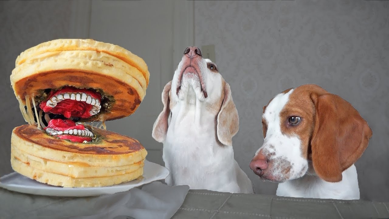 Funny Dogs Vs Annoying Pancake Prank! Funny Dogs Maymo, Potpie, & Penny