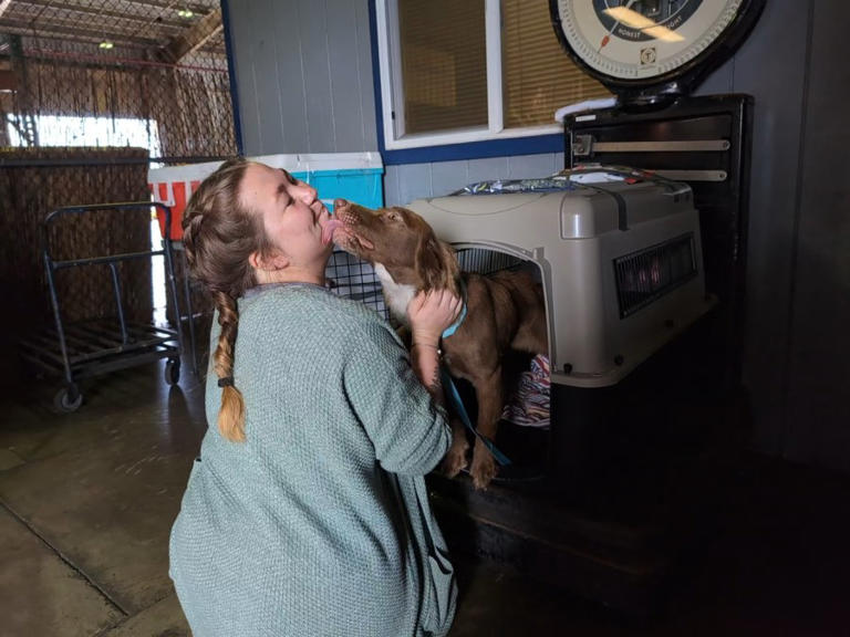 From California to New Jersey: 11 Kauai dogs find new homes on the mainland