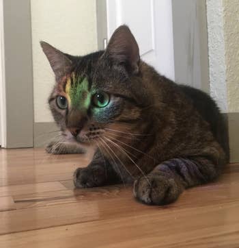 Reviewer image of a cat with a rainbow on it