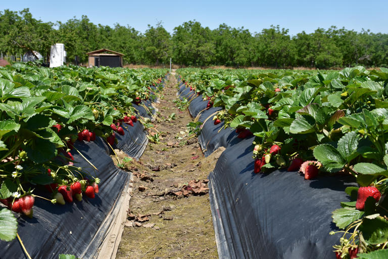 Rows of ripening strawberries at Phan’s Strawberries just outside of Visalia, Calif., on May 7, 2024. 