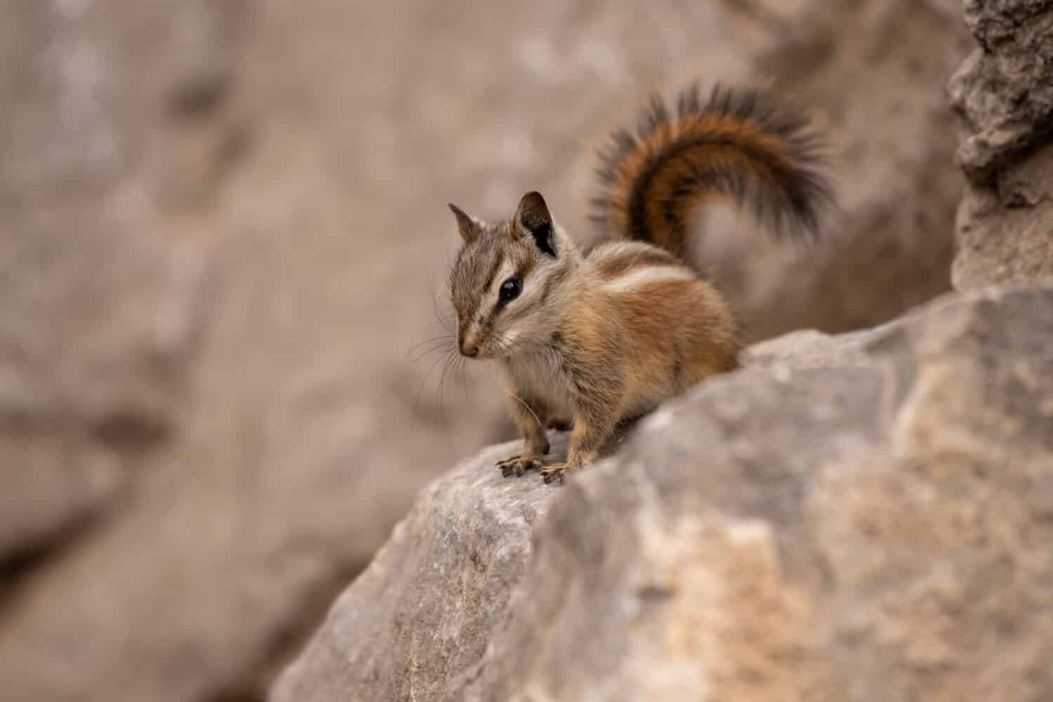 The 9 Most Effective Ways to Rid Your Yard of Chipmunks