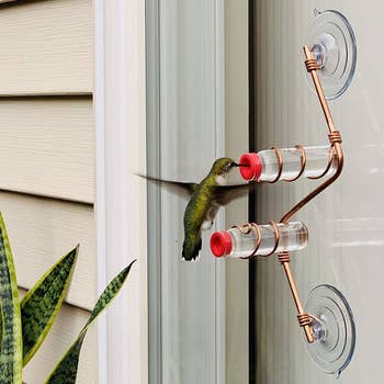 a hummingbird eating at a feeder stuck on a window with suction cups