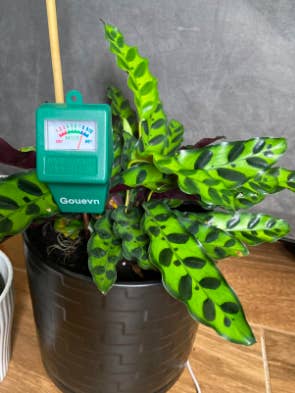 A reviewer's plant with the meter inside, showing it is slightly over watered