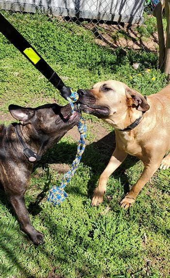 a reviewer photo of two dogs tugging on the toy