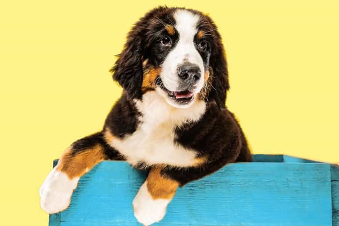 Check Out The 7 Most Well-behaved Dog Breeds, According To Experts