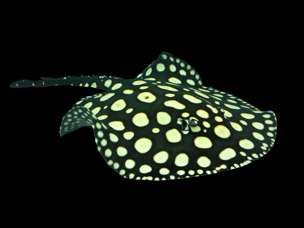 <p><span>The Freshwater Polka Dot Stingray, with its unique black body and white spots, is a captivating addition to any aquarium. Native to the Xingu River in Brazil, it requires a spacious tank with fine sand and plenty of hiding spots. Maintain water temperatures between 75-82Â°F, with a pH of 6.5-7.5. A high-quality diet of live and frozen foods, such as bloodworms and shrimp, will keep them healthy. Regular water changes and a robust filtration system are essential for their well-being.</span></p>
