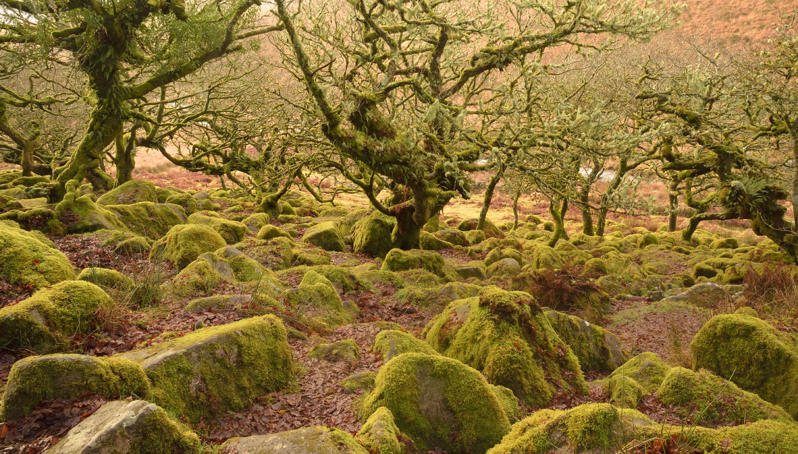 Image Credit: Shutterstock / Mark Barnwell <p>Wistman’s Wood, with its twisted oaks and mossy boulders, is like a scene from a fantasy novel. However, Dartmoor’s mists can descend quickly, making navigation tricky.</p>