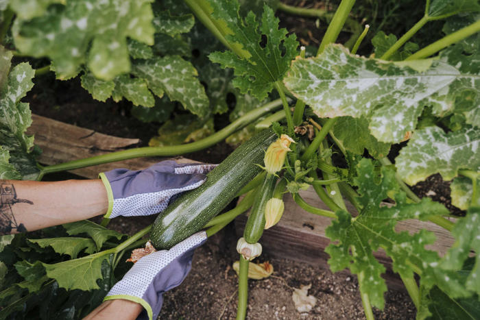 microsoft, how nutrition professionals can help you avoid summer squash dangers