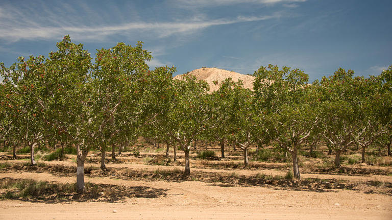 Here's Where Pistachio Trees Grow Best (& Tips To Ensure A Tasty Harvest)