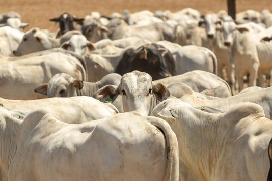 Gado em fazenda no município de Paragominas, no interior do Pará Foto: Daniel Teixeira/Estadão