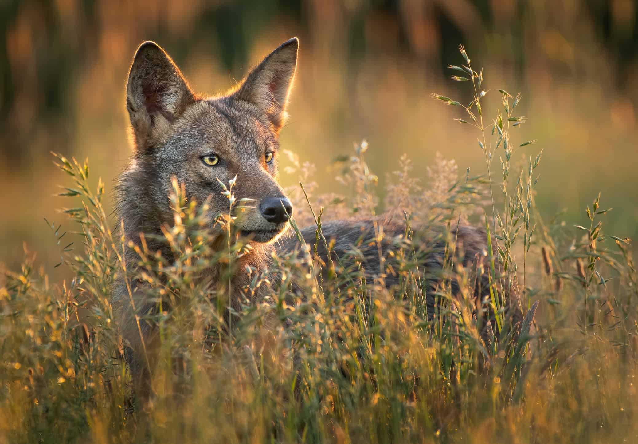 The 30 States with the Most Coyotes in America