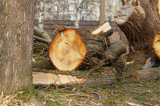 Homeowner takes contractor to court to pay the price for cutting down 250-year-old tree: 'The wheels of justice turn slowly, but they do turn'