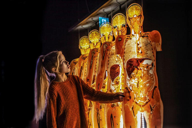 BODY WORLDS: The Anatomy of Happiness exhibition makes debut at the Science Museum of Virginia