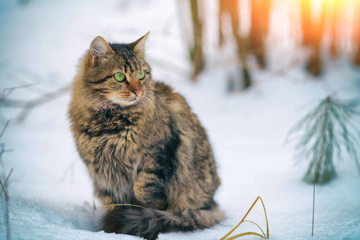 15 Most Dangerous Cat Breeds That Might Surprise You
