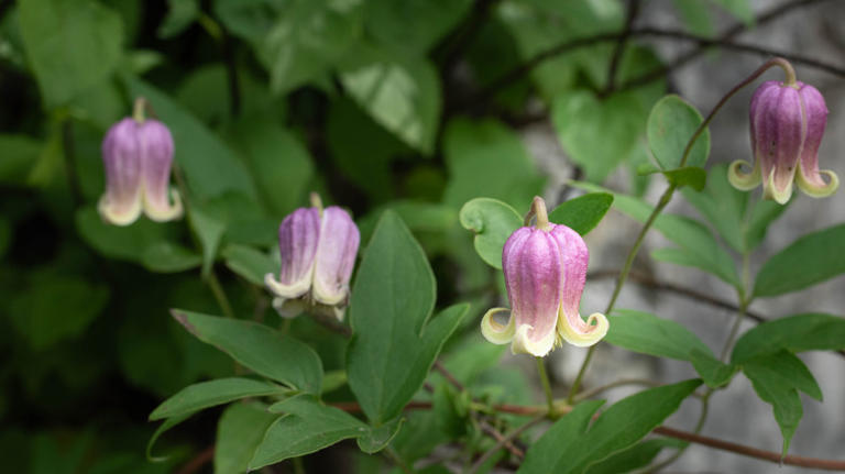 Invasive Clematis Varieties You'll Regret Planting In Your Garden