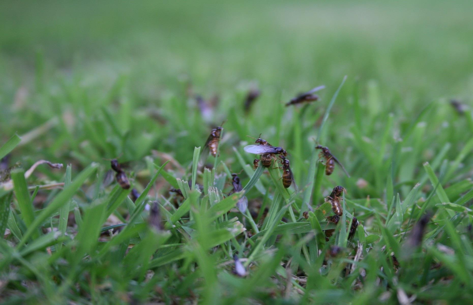 How to beat this year's biggest summer pests