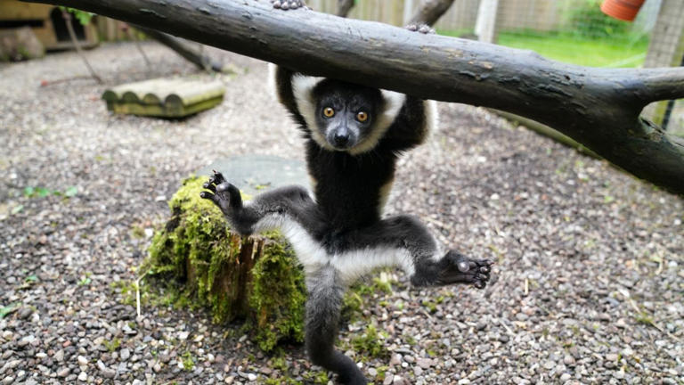 One of two black-and-white ruffed lemur pups born at Blair Drummond Safari and Adventure Park, near Stirling (Andrew Milligan/PA)