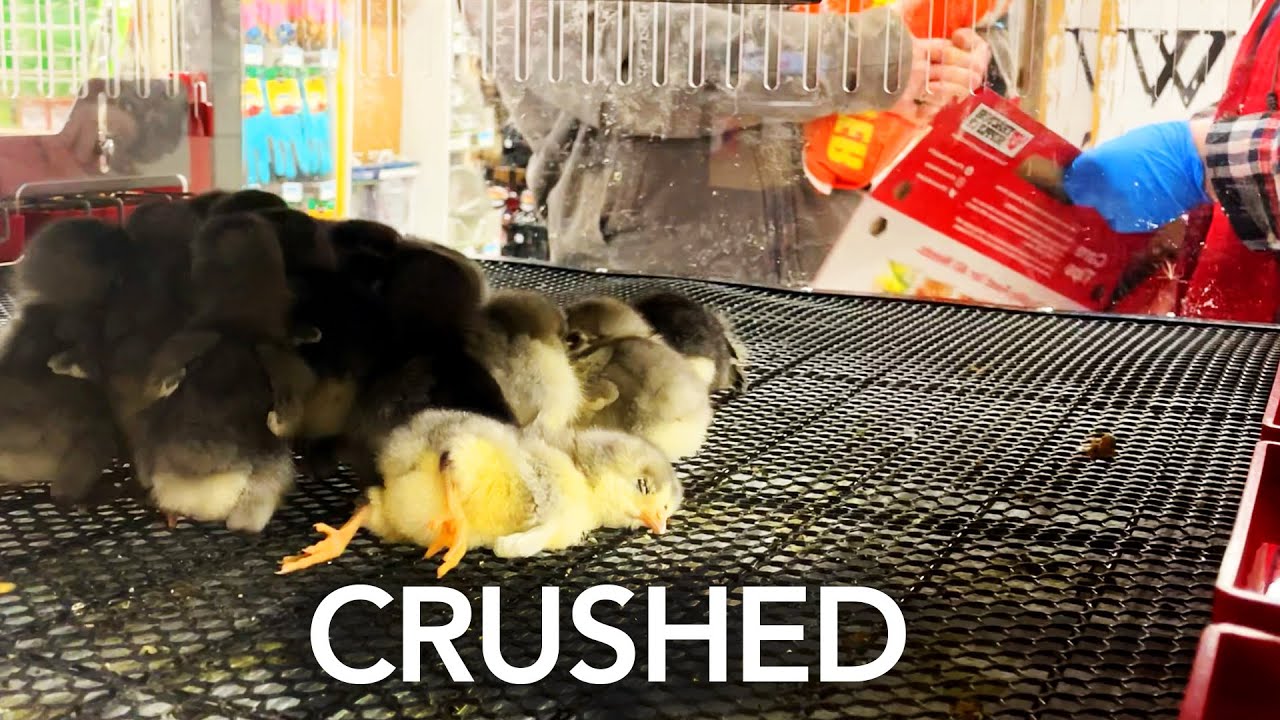 Tractor Supply’s New Brooders: Farm Problems