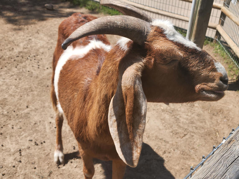 One-Day ND Destinations: Dakota Zoo