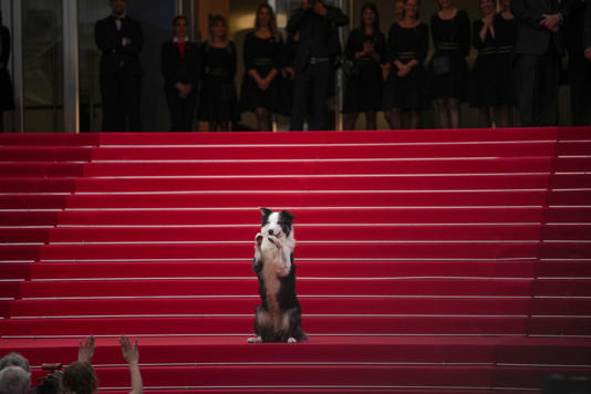 Messi the dog poses for photographers upon arrival at the awards ceremony and the premiere of the film 'The Second Act Credit: Andreea Alexandru/2024 Invision