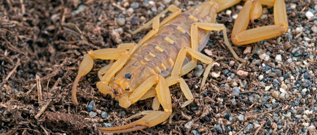 Beware of Scorpions in These 29 States