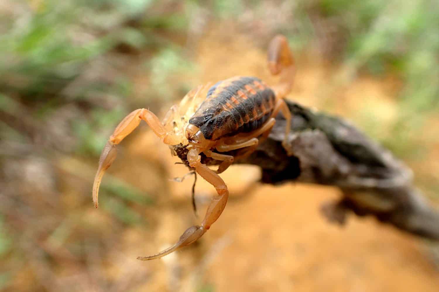 Beware of Scorpions in These 29 States