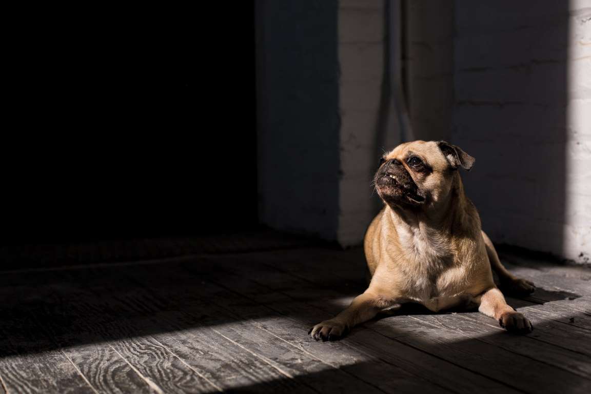 Pug