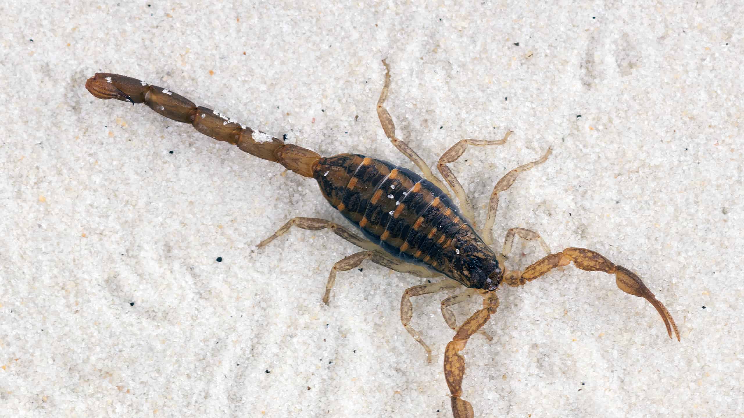 Beware of Scorpions in These 29 States