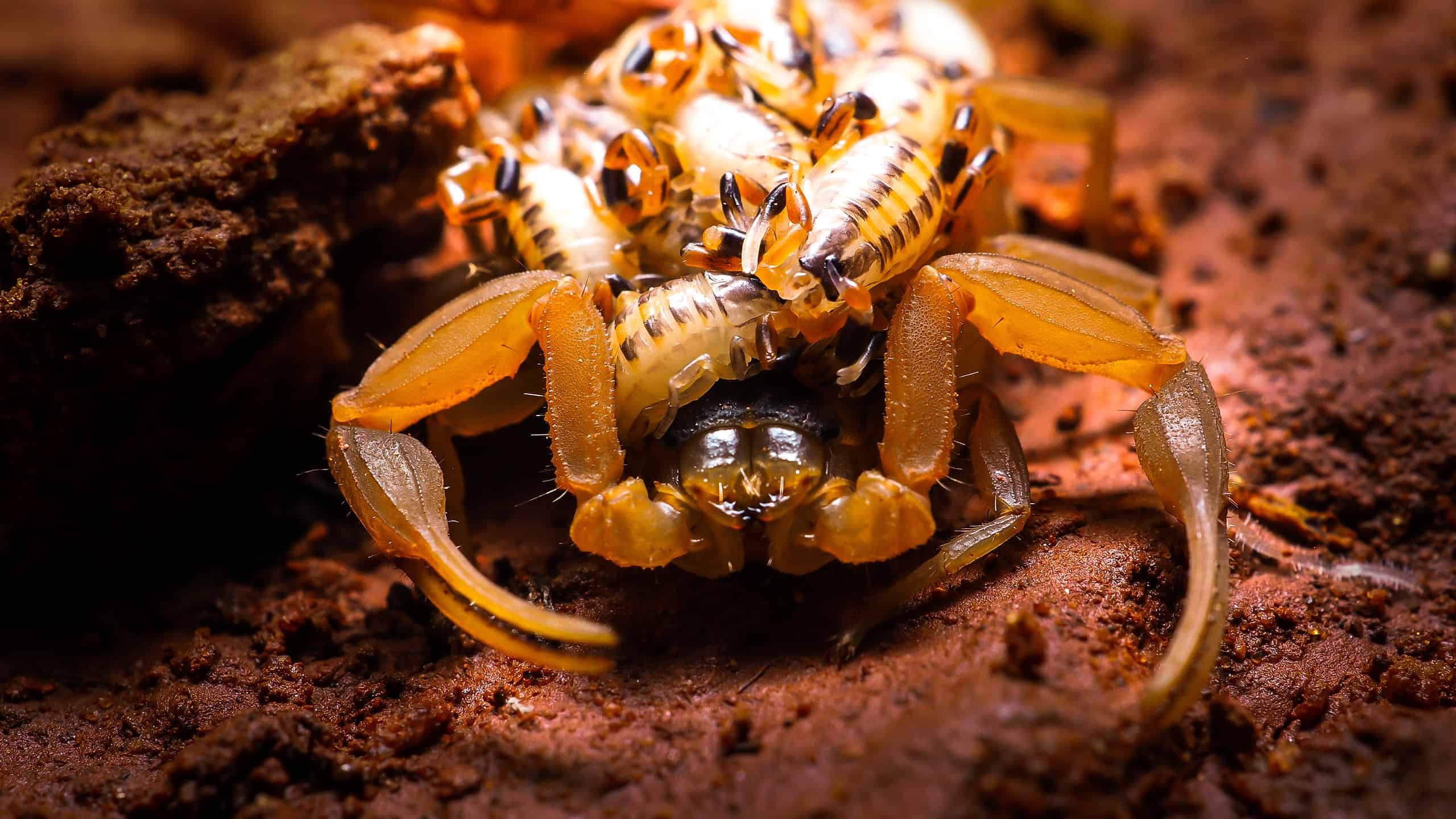 Beware of Scorpions in These 29 States