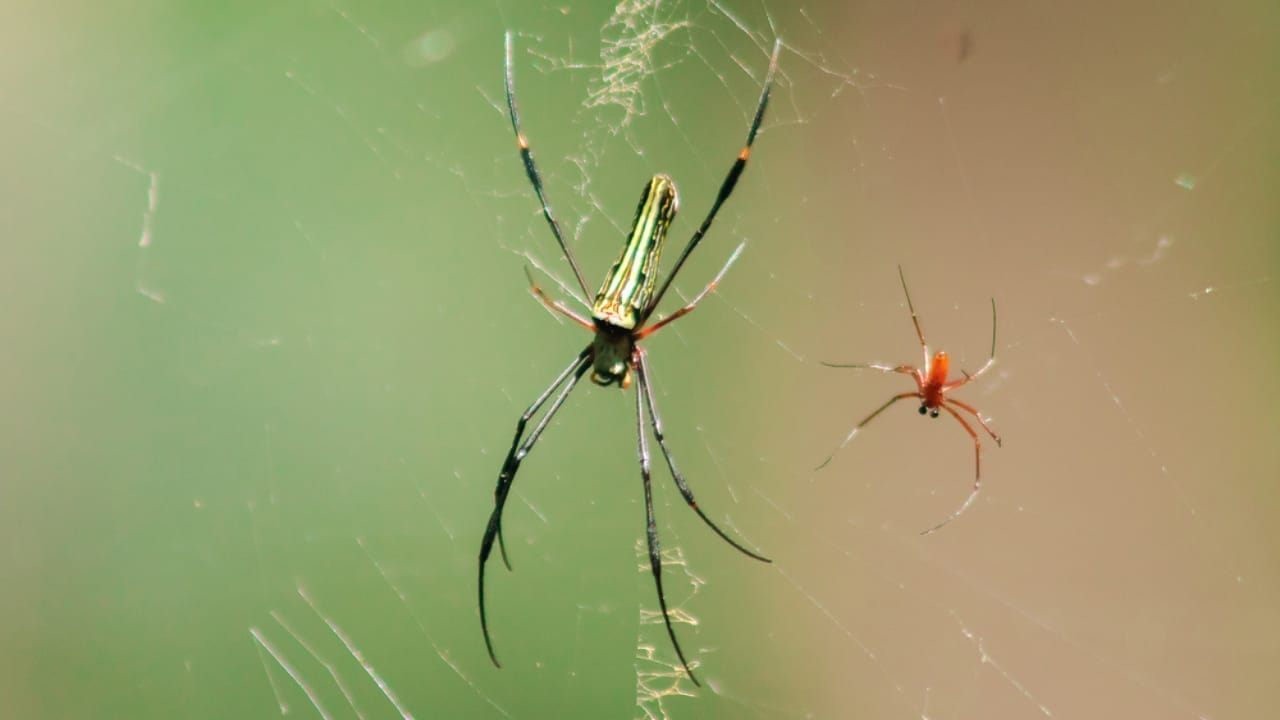 12 Colossal Spiders that Actually Exist in Real Life