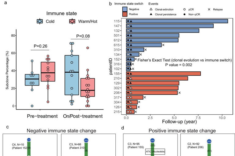 Co-evolution of tumor clonality and immune state subtype under neoadjuvant chemotherapy. a Subclone percentage difference between immune states by sampling timepoint. b Swimming chart showing the treatment results. c,d Examples of subclones with significant growth advantage relative to their parent that contain known metabolic drivers in patients with negative and positive immune state change. Credit: Nature Communications (2024). DOI: 10.1038/s41467-024-47932-y