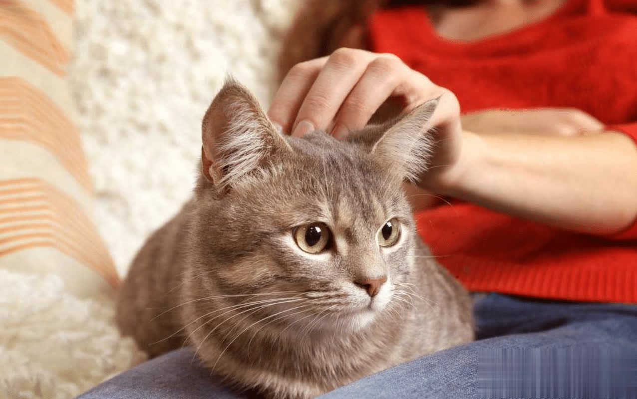 在猫咪看来，主人“抱起”它，意味着这些！