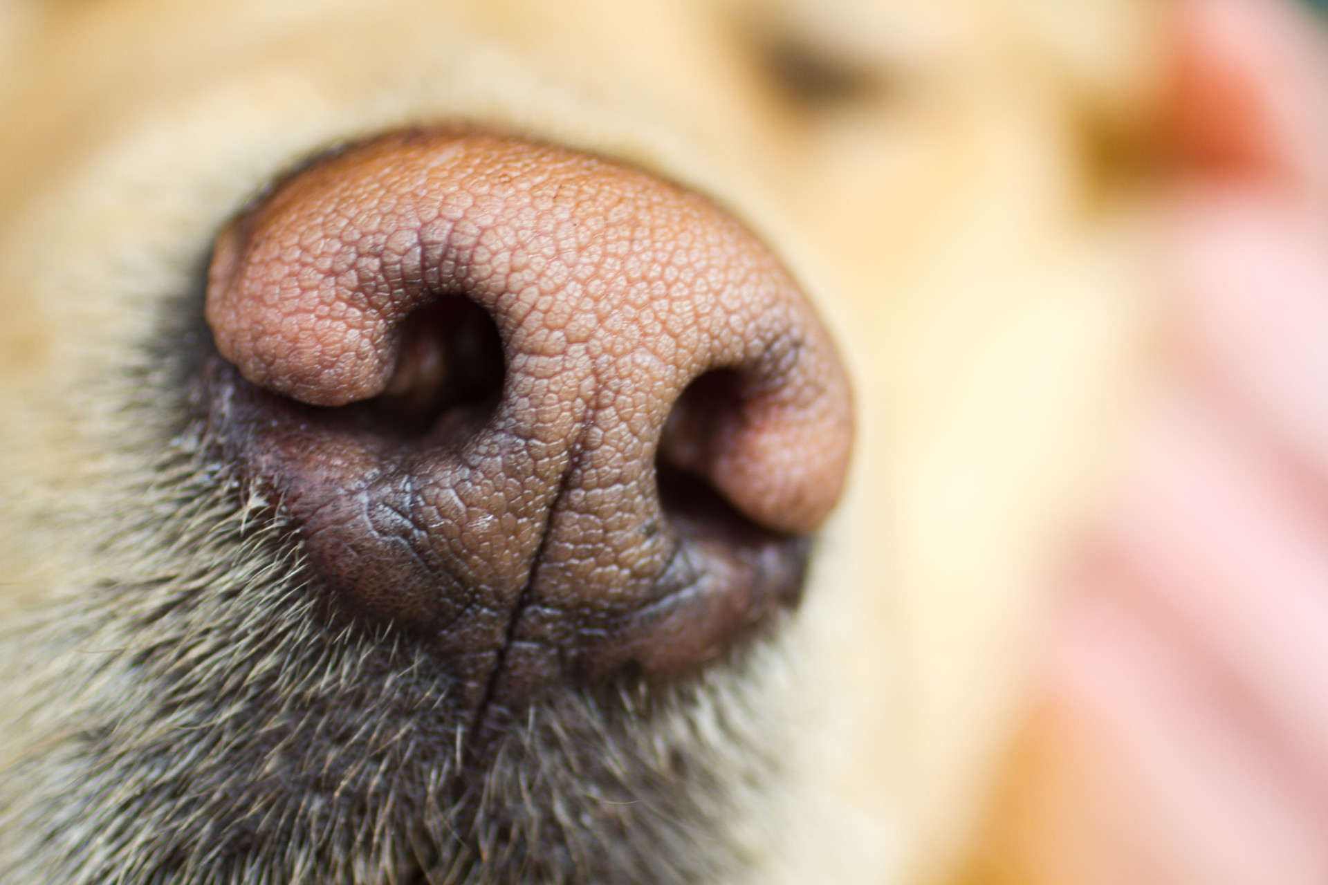 Fascinating dog facts that will change the way you look at your pup