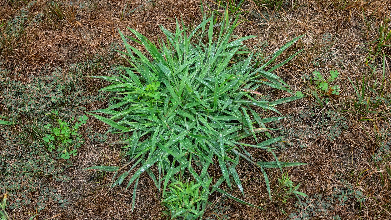 How To Get Rid Of Crabgrass On The Lawn (And Should You Actually Do It?)