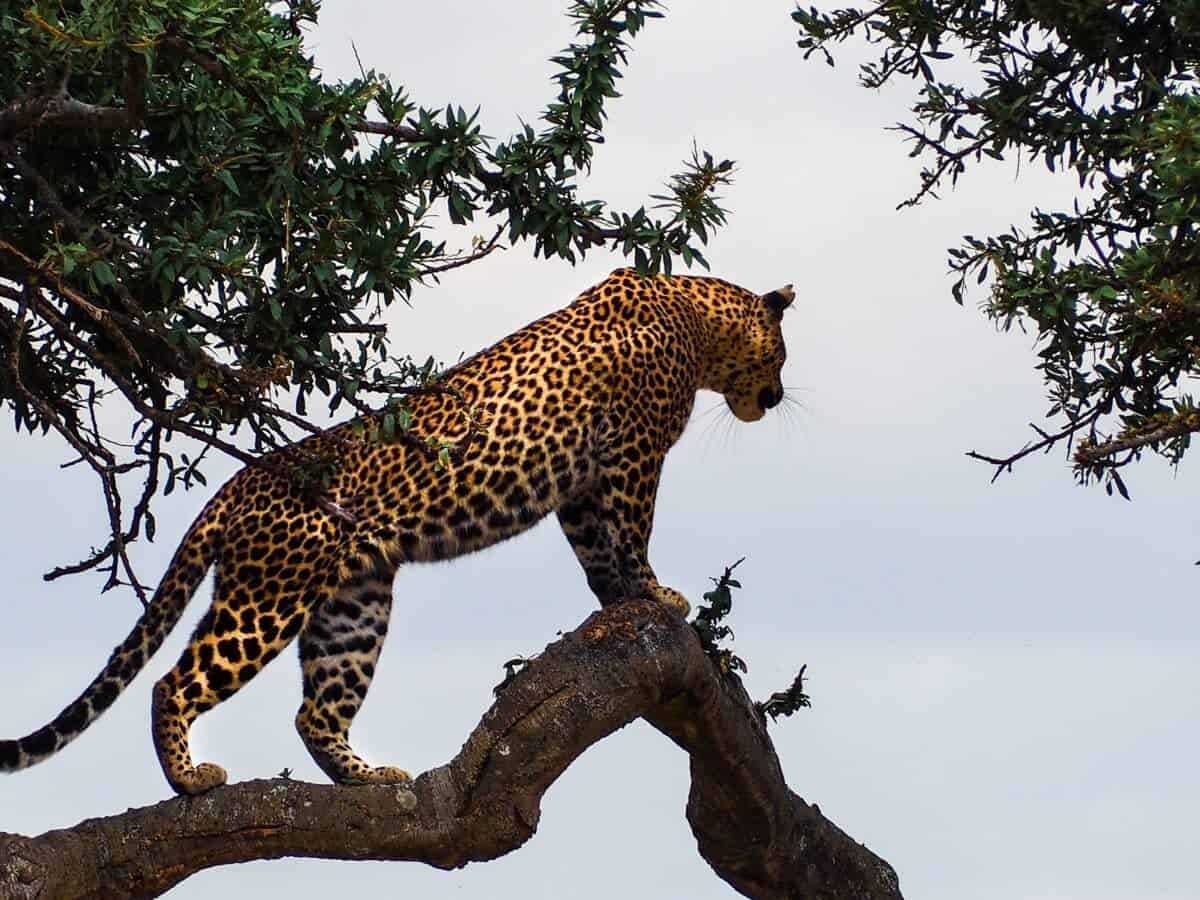 <p>To catch a glimpse of elusive spotted felines post-sunset, we suggest immersing yourself in the nocturnal realms of a secluded <a class="wpil_keyword_link" href="https://www.animalsaroundtheglobe.com/wildlife-animals/" title="wildlife">wildlife</a> sanctuary within Kenya’s Masai Mara. Venture off the well-trodden paths to Samburu, a haven known for its exceptional encounters with majestic leopards. Lake Nakuru National Park stands renowned for its kaleidoscopic gatherings of flamingos. Within its bounds, a variety of creatures dwell, including the enigmatic leopards. The park harbors a limited lion population, granting leopards unhindered access to their prey. Remarkably, this sanctuary is a <a class="wpil_keyword_link" href="https://www.animalsaroundtheglobe.com/top-5-rarest-animals-around-the-globe/" title="rare">rare</a> haven where leopards engage in daytime escapades. The fever trees bordering Lake Nakuru serve as favored rendezvous spots for these elusive cats.</p> <p>The Masai Mara is known for the numerous big cats attracted by the sheer number of wildebeests and zebras arriving at the northernmost point of their Great Migration journey. The Masai Mara is undoubtedly one of the best places to see all of Africa’s wildlif. Including leopards, of which there is a large population. Most leopard sightings usually take place along the Mara and Talek rivers. Night cruises are not allowed in the Masai Mara nature reserve. Really one of the best places to spot leopards in Africa!</p>           Sharks, lions, tigers, as well as all about cats & dogs!           <a href='https://www.msn.com/en-us/channel/source/Animals%20Around%20The%20Globe%20US/sr-vid-ryujycftmyx7d7tmb5trkya28raxe6r56iuty5739ky2rf5d5wws?ocid=anaheim-ntp-following&cvid=1ff21e393be1475a8b3dd9a83a86b8df&ei=10'>           Click here to get to the Animals Around The Globe profile page</a><b> and hit "Follow" to never miss out.</b>