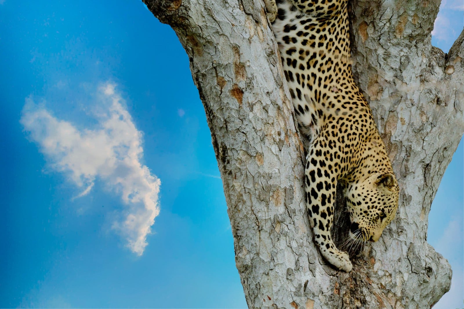 <p>Welcome to the Best Places to see Leopards in Africa.</p><p><a href="https://www.animalsaroundtheglobe.com/animals-in-africa/" rel="noreferrer noopener">Africa</a>, home to the largest living animals and the most vicious predators. It is home to the mighty Leopard; only here can you find the best places to spot Leopards.</p><p>Follow us on a tour through the <a href="https://www.animalsaroundtheglobe.com/the-best-places-to-see-the-big-5/" rel="noreferrer noopener">continent</a> where humans can see and spot Leopards – Africa!</p><p>We also have articles on the best places to see <a href="https://www.animalsaroundtheglobe.com/cats/best-places-to-see-iberian-lynx/"><strong><span>Lynx</span></strong></a>.</p>              Sharks, lions, tigers, as well as all about cats & dogs!           <a href='https://www.msn.com/en-us/channel/source/Animals%20Around%20The%20Globe%20US/sr-vid-ryujycftmyx7d7tmb5trkya28raxe6r56iuty5739ky2rf5d5wws?ocid=anaheim-ntp-following&cvid=1ff21e393be1475a8b3dd9a83a86b8df&ei=10'>           Click here to get to the Animals Around The Globe profile page</a><b> and hit "Follow" to never miss out.</b>